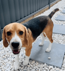 Pure Breed Beagle for Sale