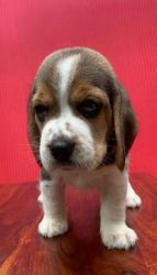 Beagle puppy available for sale