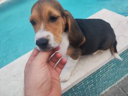 Adorables beagles