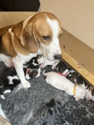 Adorable Beagle puppies available
