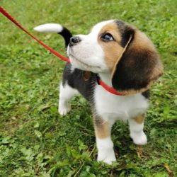 Pockets Small Beagle Puppies For Sale