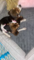 2 female beagle puppies