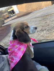 Beagle puppy for adoption
