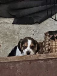 Beagle puppies for sale