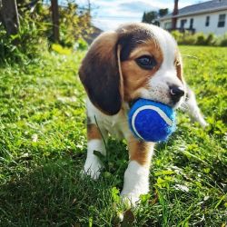 Male & Female Beagle Puppies For Sale
