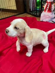 Lemon beagle pups for sale