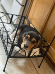 Gorgeous beagle pupppies for sale