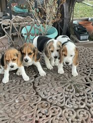 I have 4 beautiful female beagles available