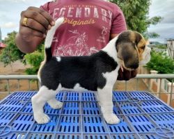 Begale puppies are available, call me: xxxxxxxxxx