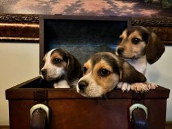 Beagle Puppies Ready Now