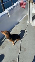 2 year old beagle