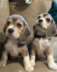 Beagle Puppies for Valentines