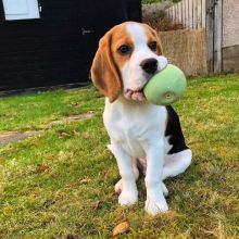 Available Lovely Beagle Puppies