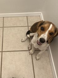 One year old beagle
