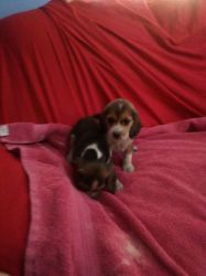 CKC registable Beagle pups