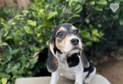 Beautiful baby beagle girl