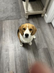 Beagle (Female)