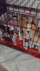 Beagle mixed puppies