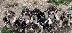Beagle puppies looking for their forever home!