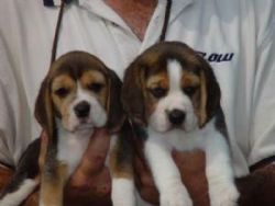 Beagle Puppies For Saleâ€¦