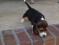 Lovely male and female Beagle puppies.