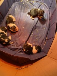Purebred beagles for sale