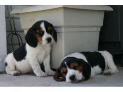 Cute Beagle Puppies ready now for adoption.