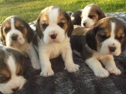 Pedigree Beagle Puppies, Ready Now