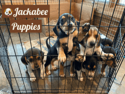 Jackabee (Beagle Jack Russell) Puppies