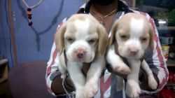 good quality beagle puppies