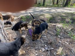 Beagle/sheperd puppies