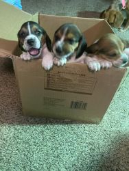 Beagle pups that will be ready by the end of May.