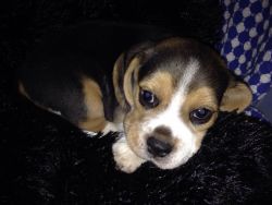 Show quality beagle male pup for sale in magpur
