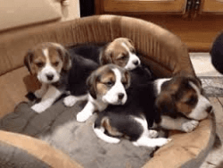 beagle pup for sale