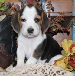 Beagle puupies for sale.