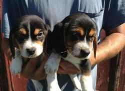 Healthy Beagle Puppies