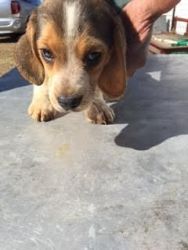 Beagles for sale