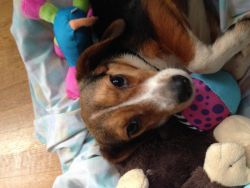 Loving Beagle for Sale
