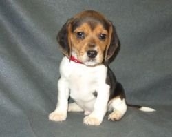 caring male and female beagle puppies