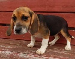 Awesome Beagle Puppies