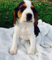 cute Beagle for sale