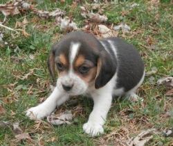 Registered Purebreed Beagle Puppies