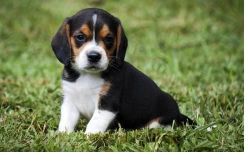 First Class Beagle Puppies Available!!!