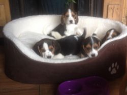 Top Beagle puppies