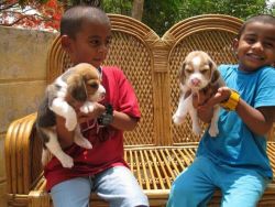 Active Beagle Puppy In Mumbai