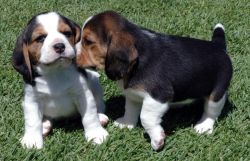 Lovely Beagle Puppies For Sale
