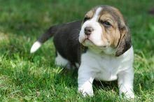 Beautiful Little Beagle xxx) xxx-xxx0