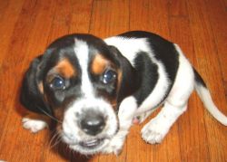 Bored free Beagle Puppies For Sale