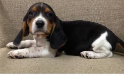 Male and female Beagle puppies for sale