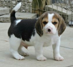 Beagle Puppy Contact xxxxxxxxxx
